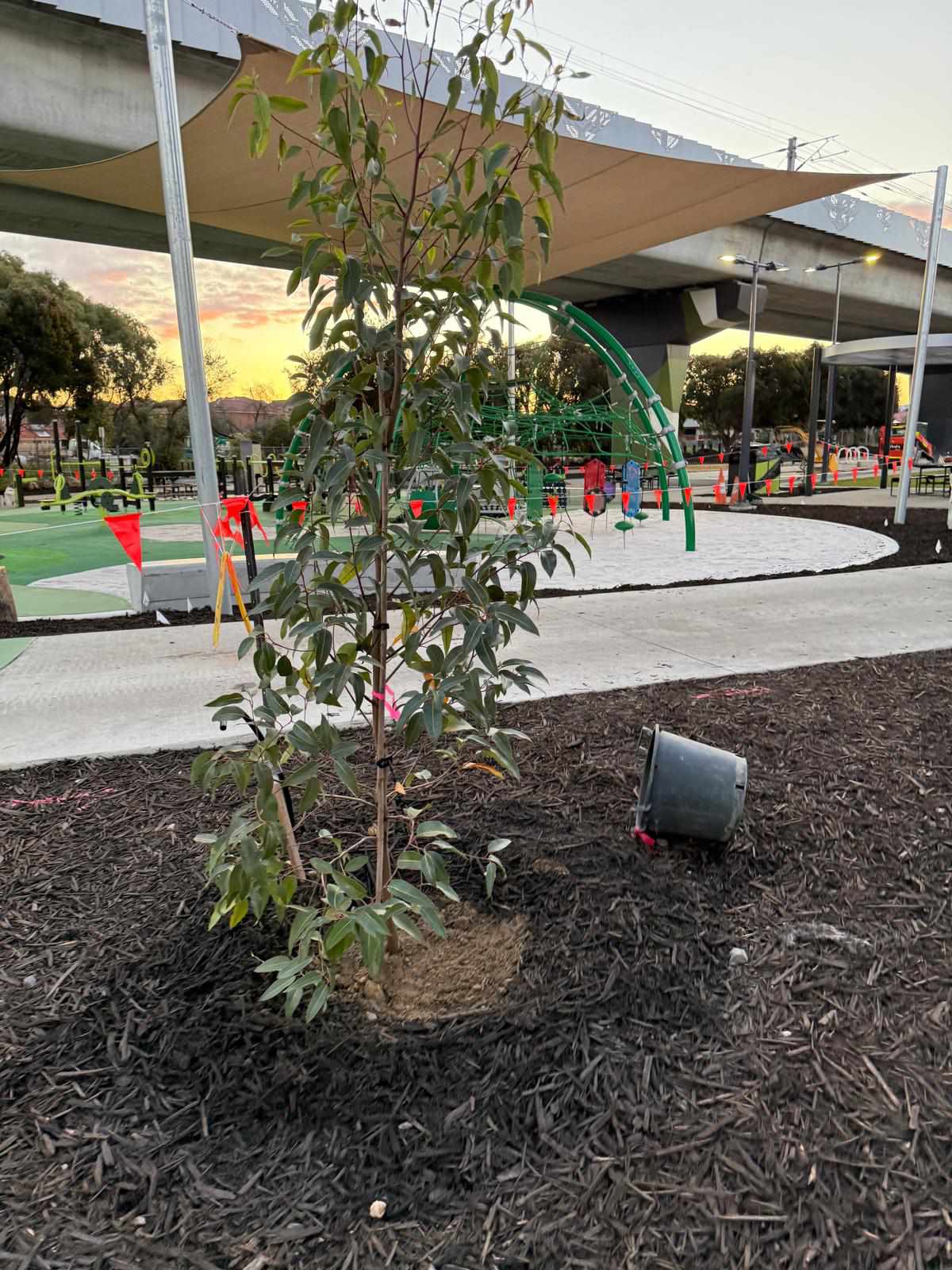 Tree planting project