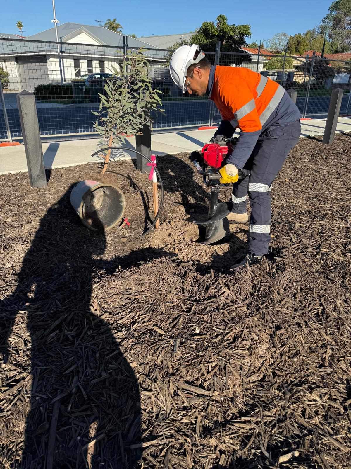 Tree planting project