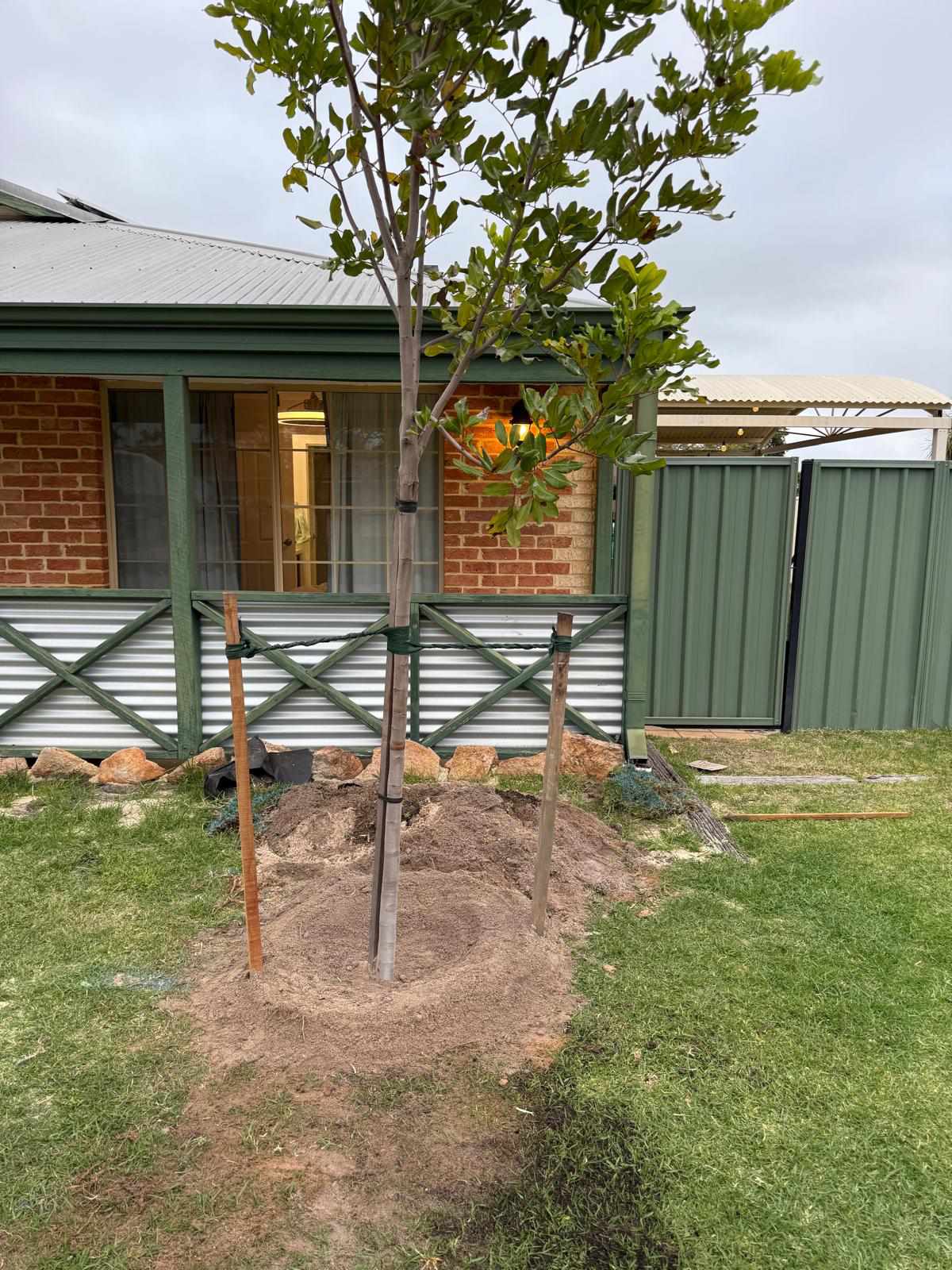 Tree planting project