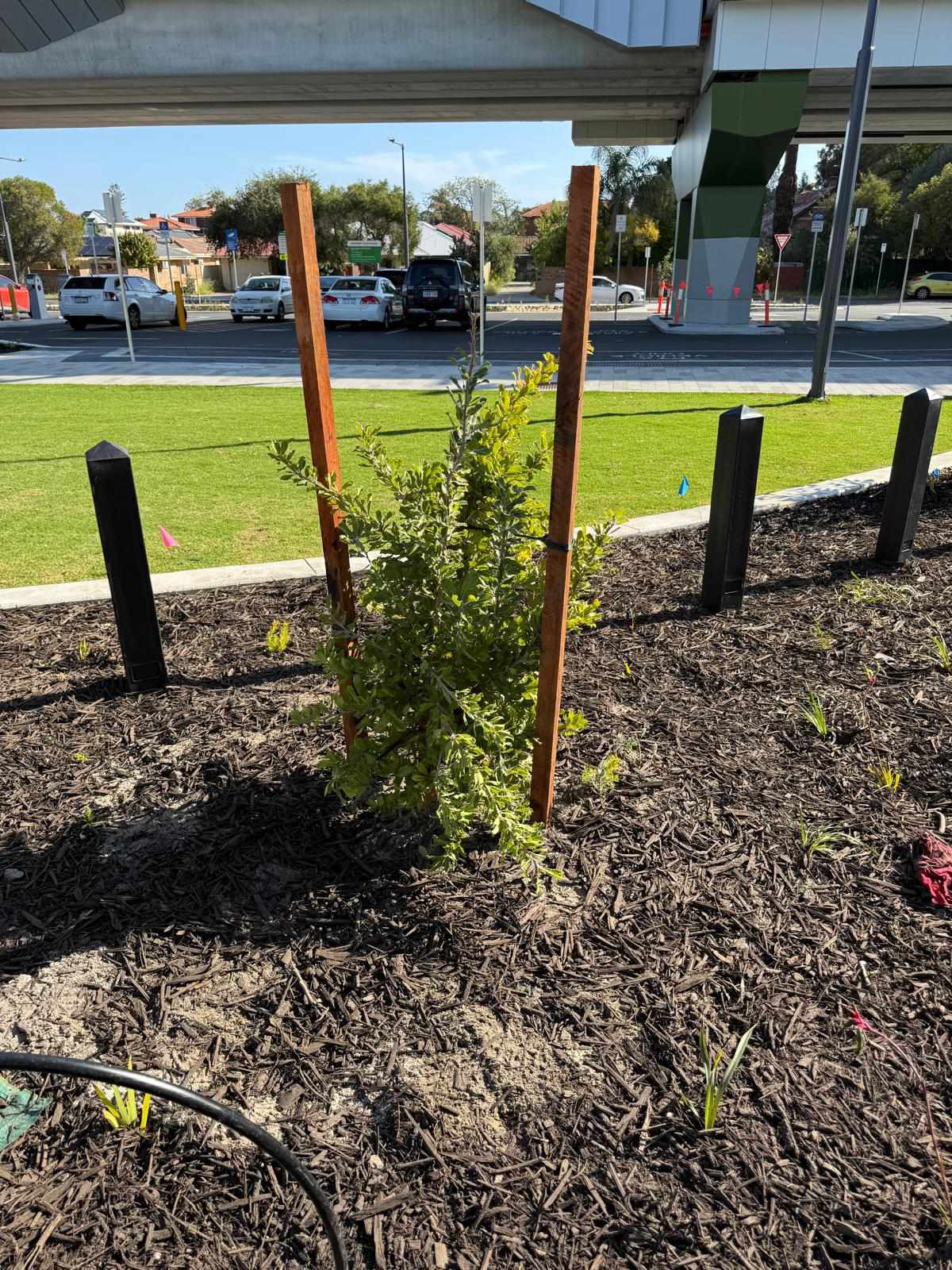 Tree planting project