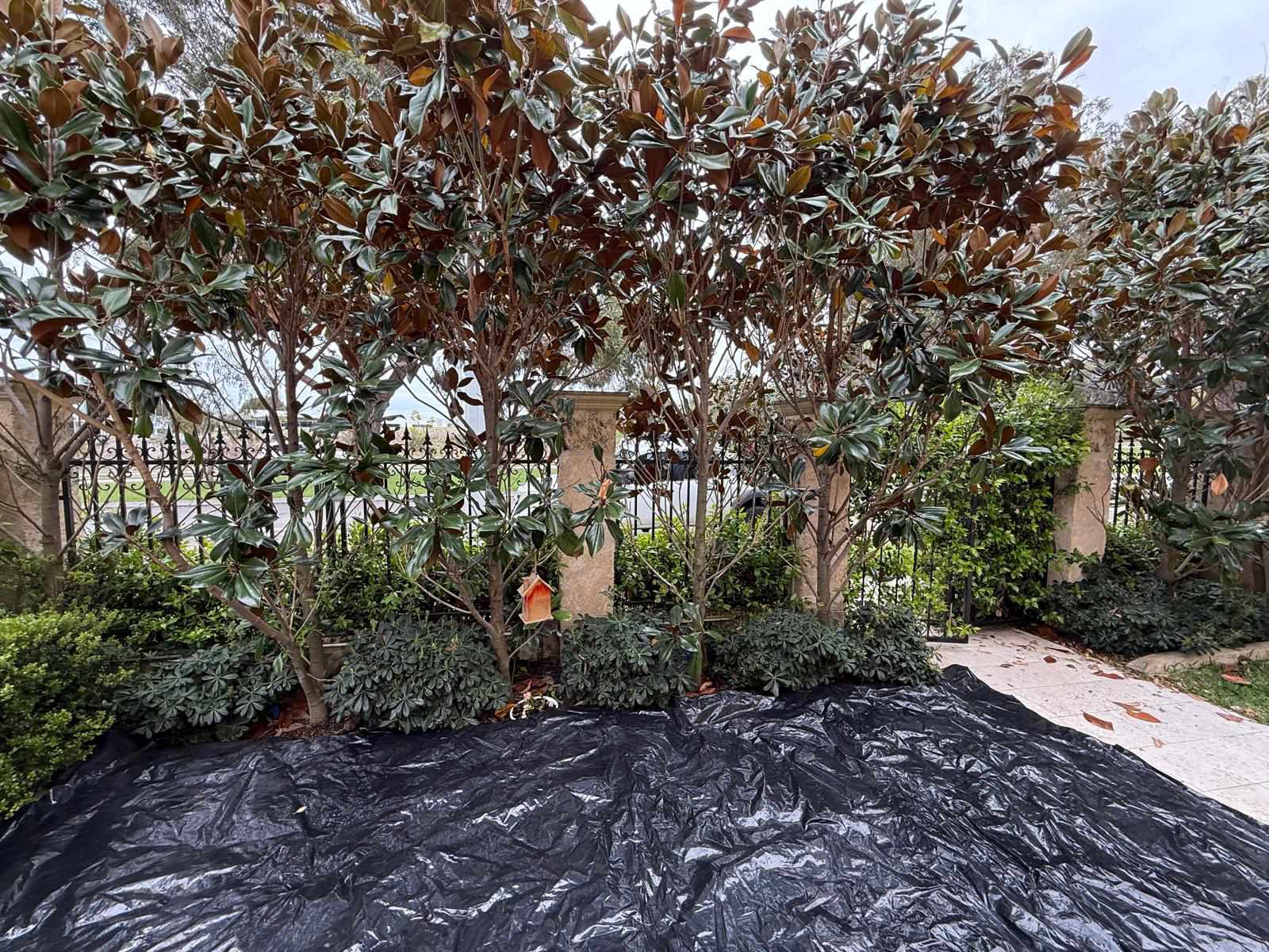 Tree planting project