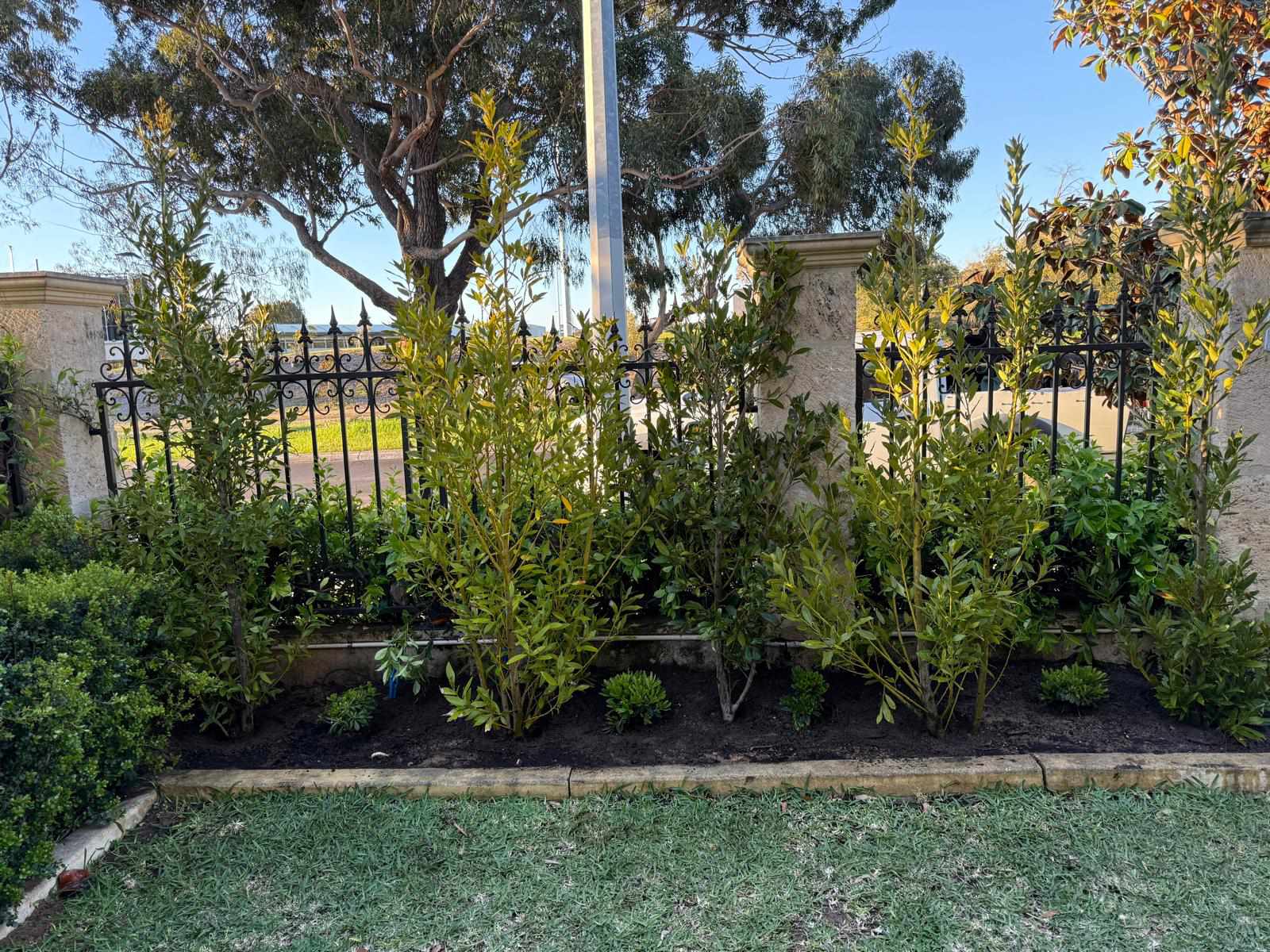 Tree planting project