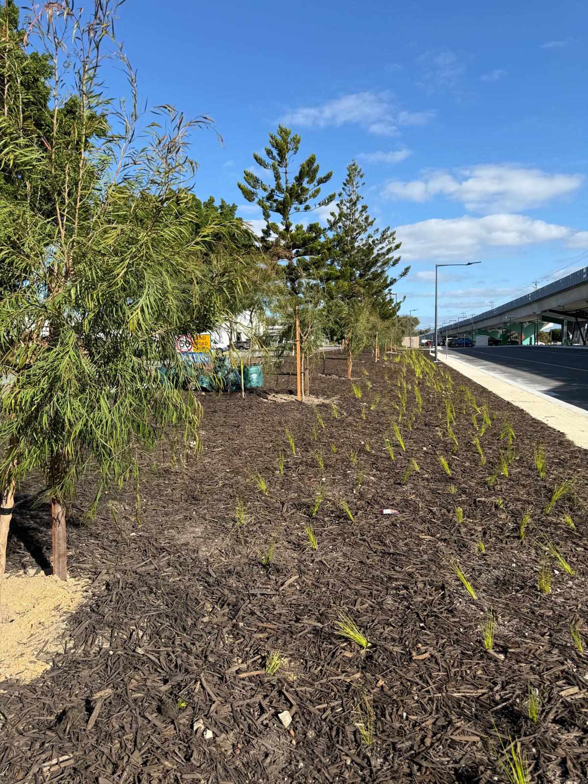 Tree planting project