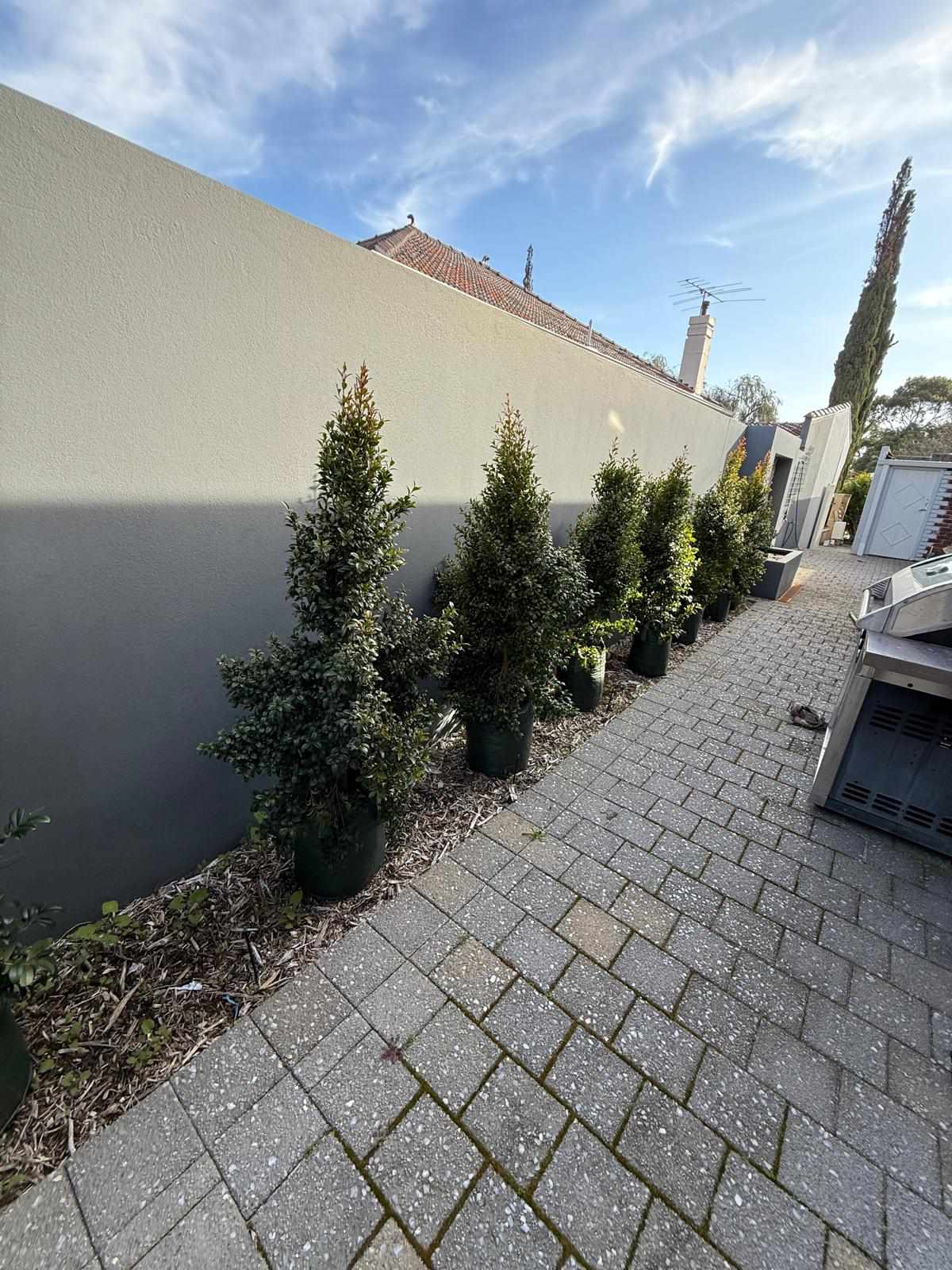 Tree planting project