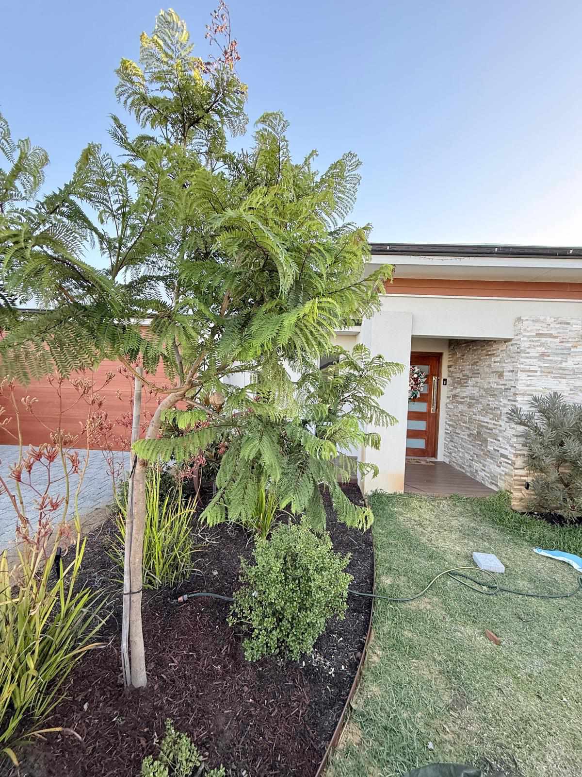 Tree planting project