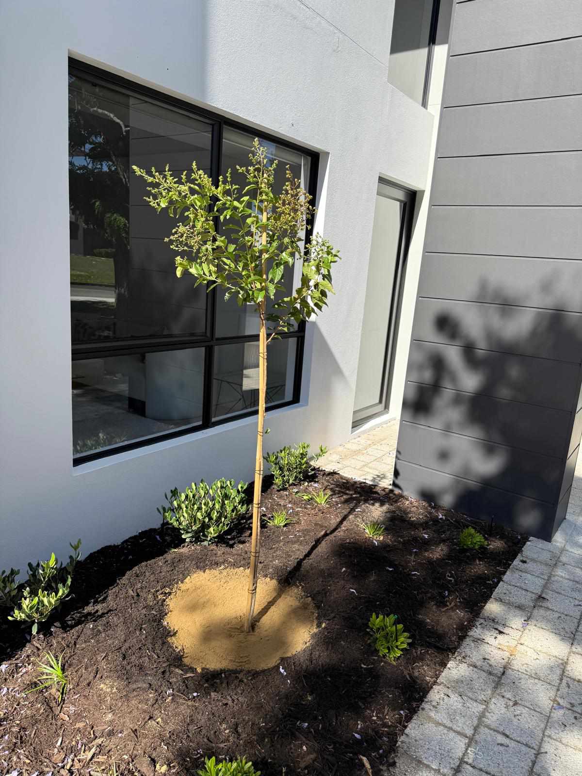 Tree planting project