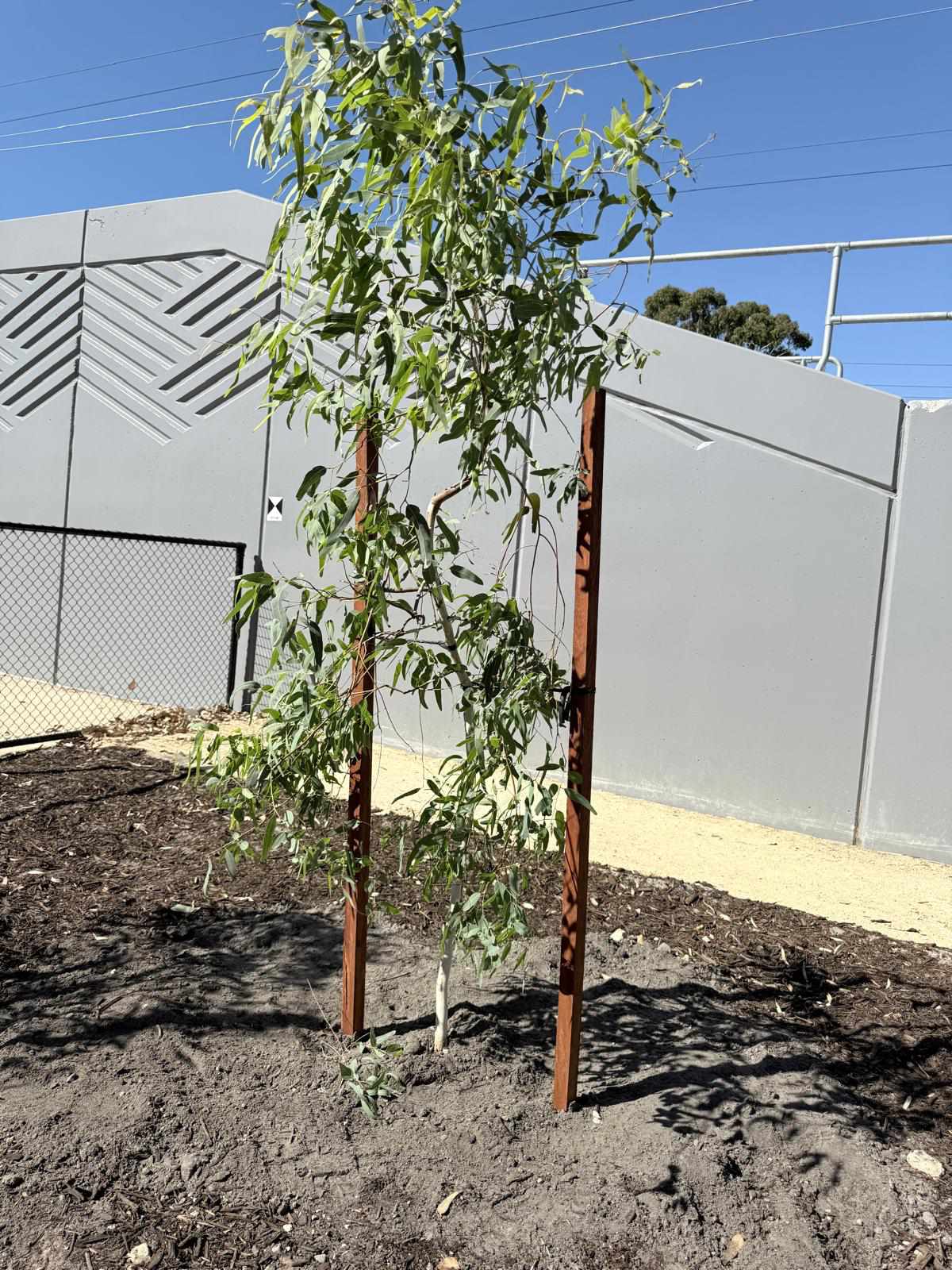 Tree planting project