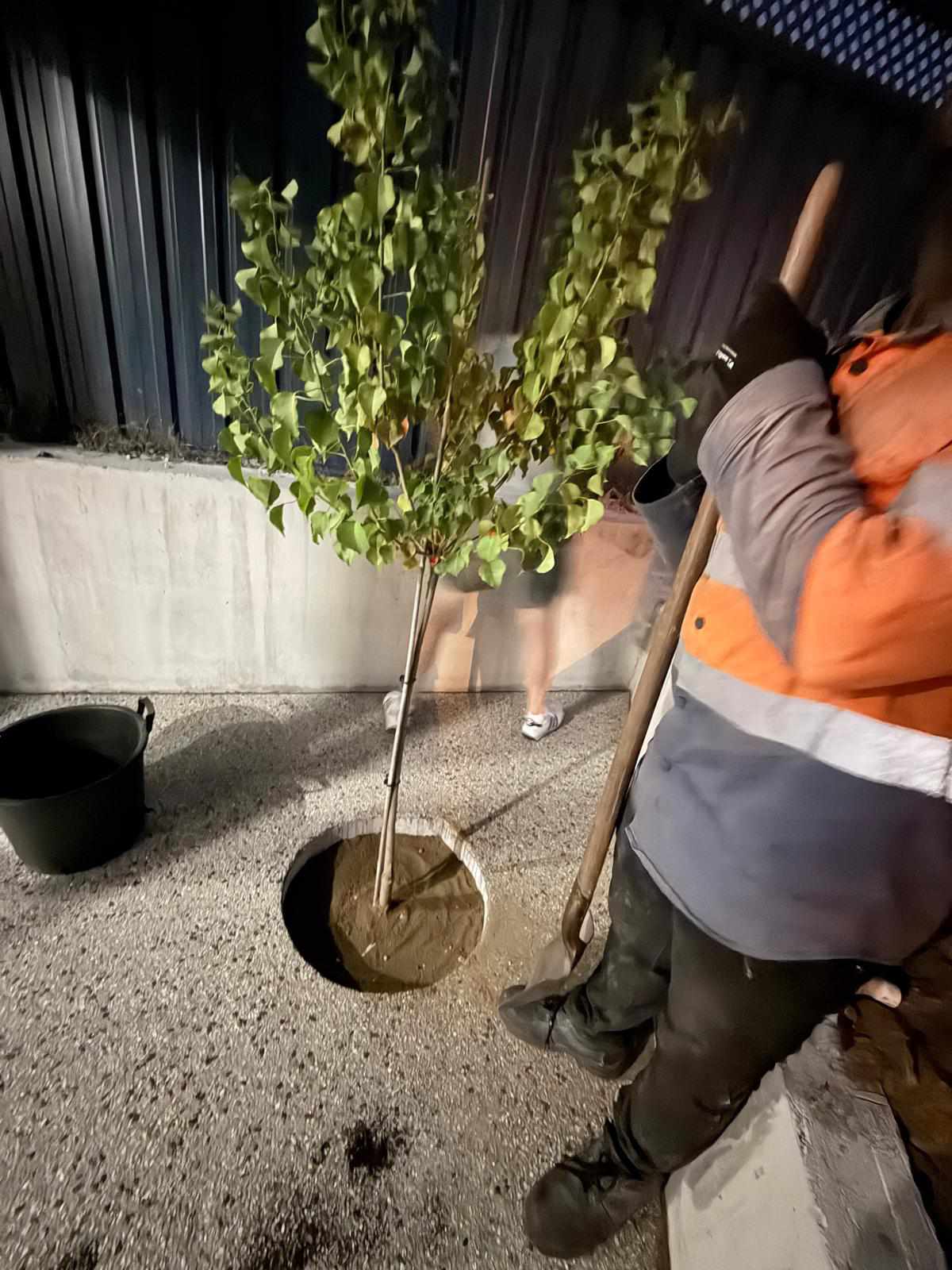 Tree planting project
