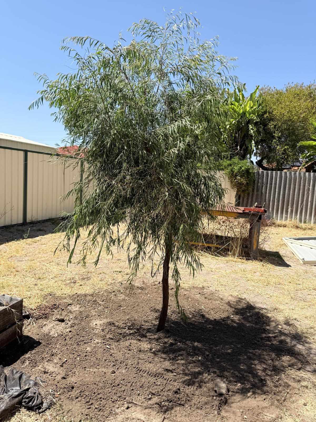 Tree planting project