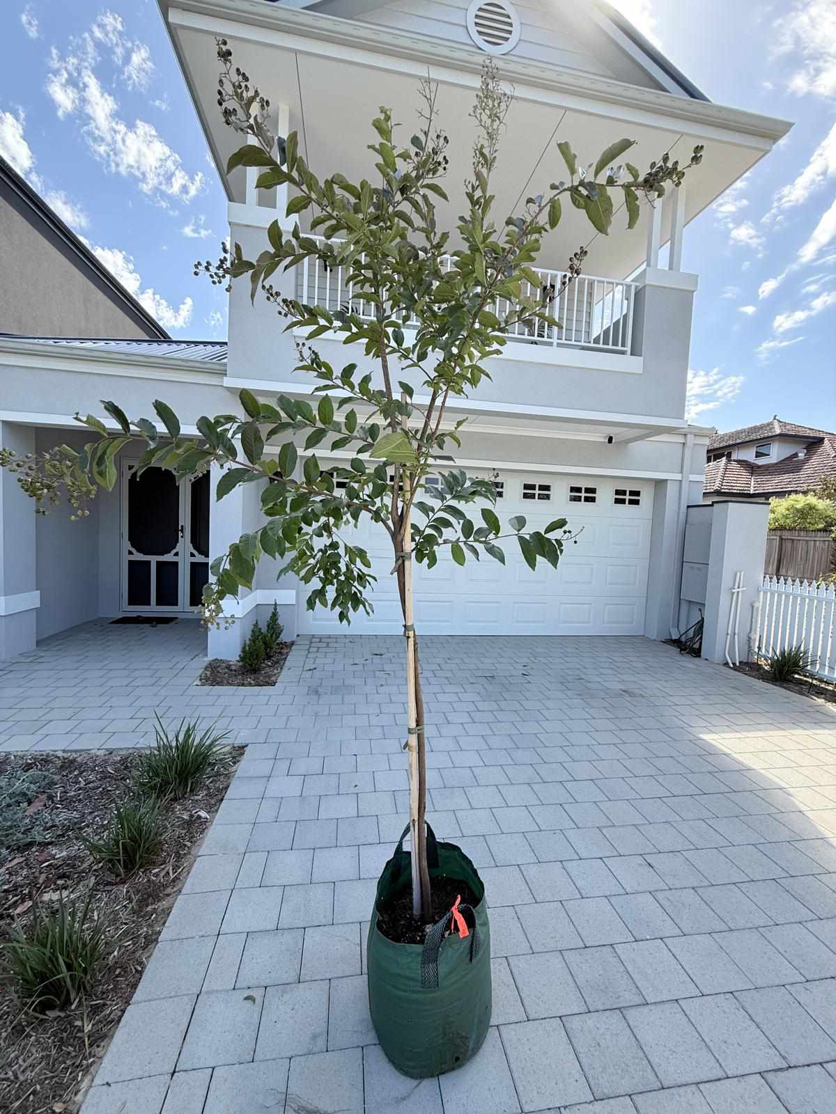 Tree planting project