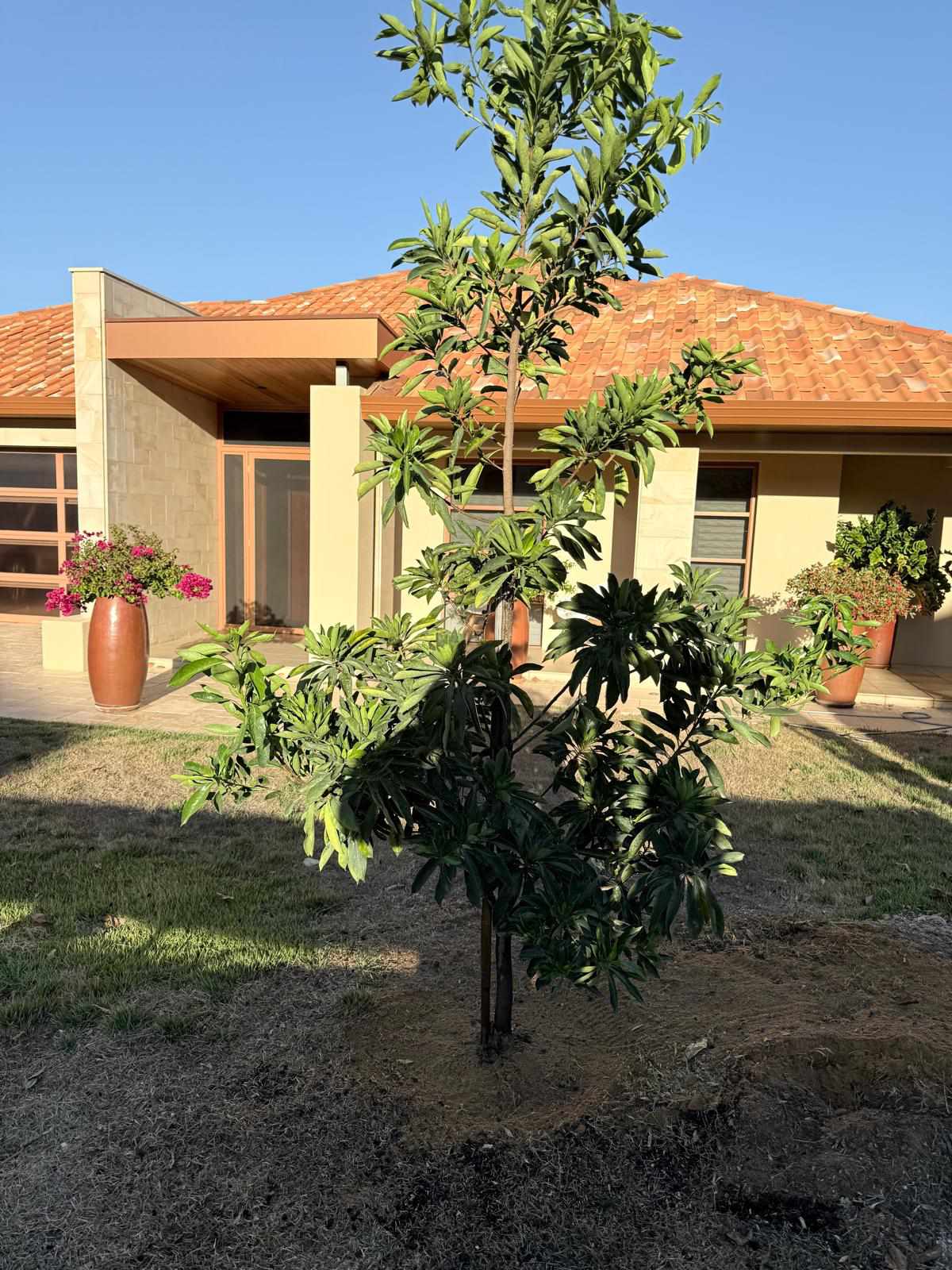 Tree planting project