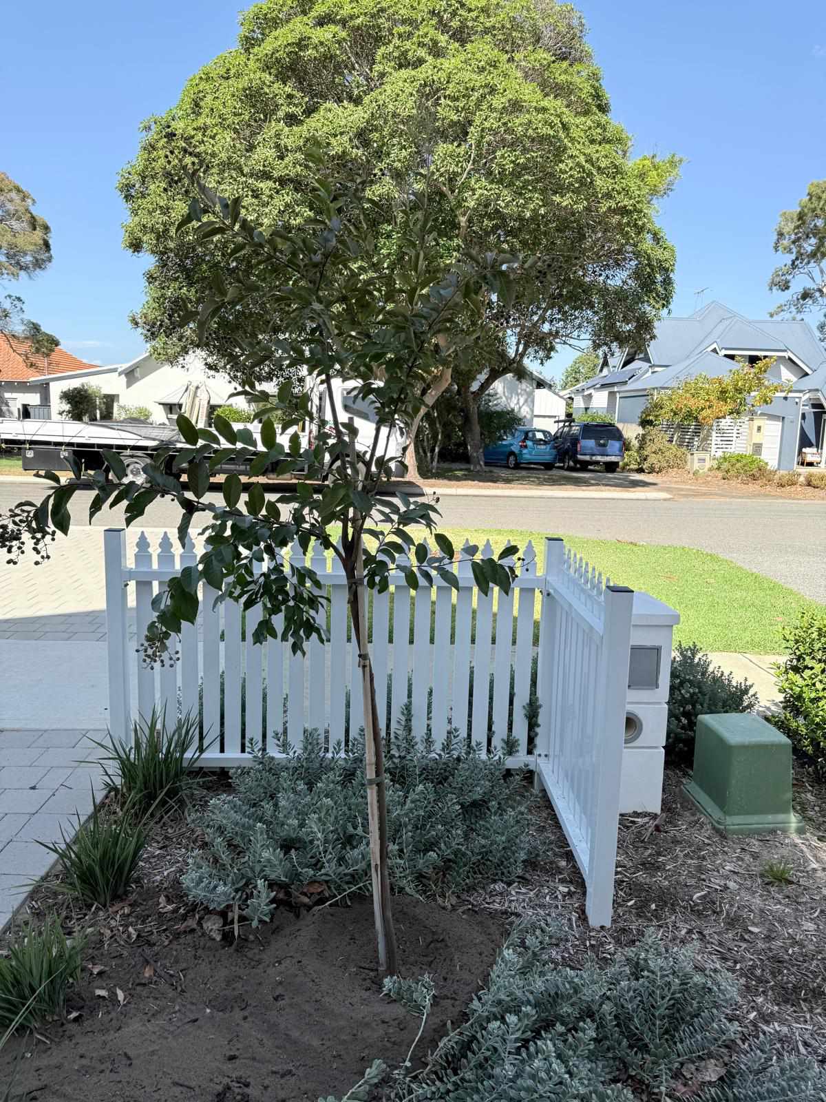 Tree planting project