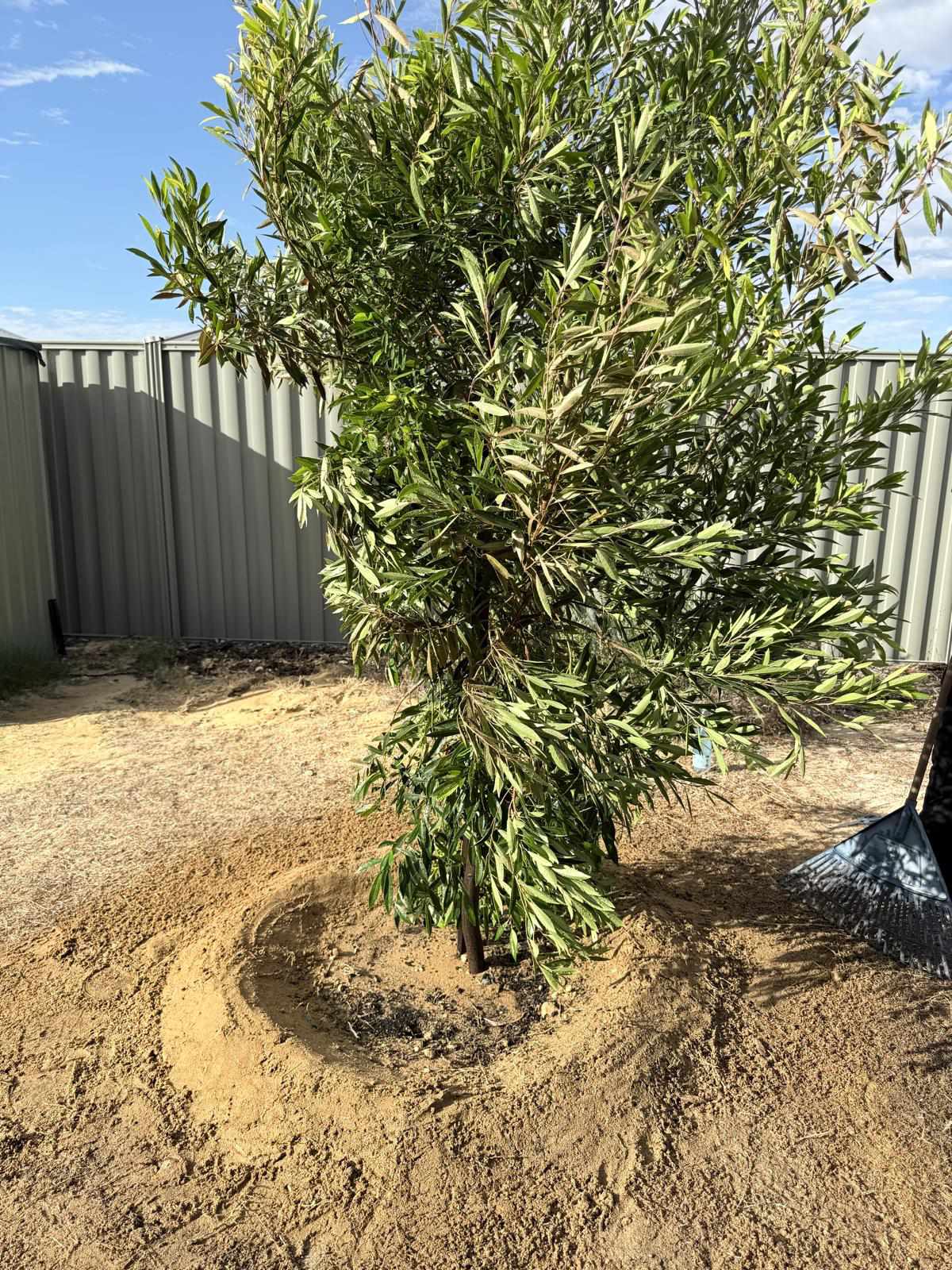 Tree planting project