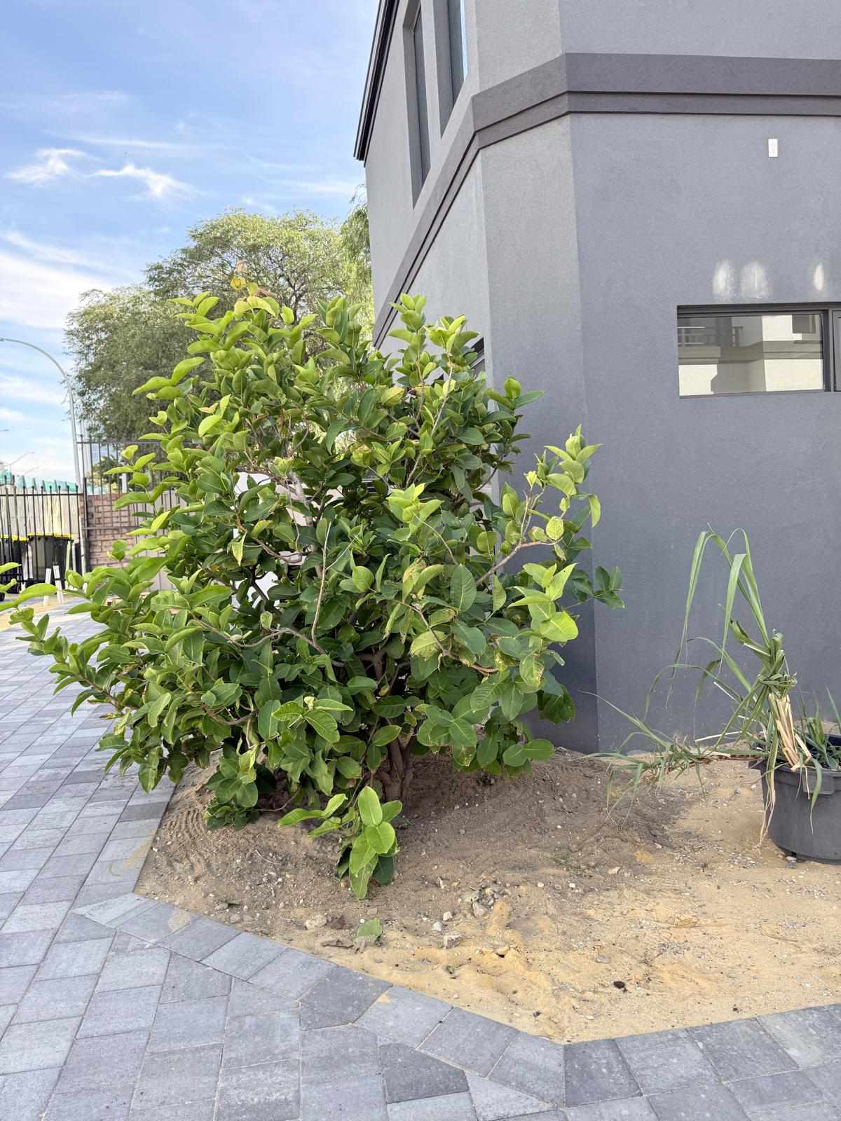 Tree planting project
