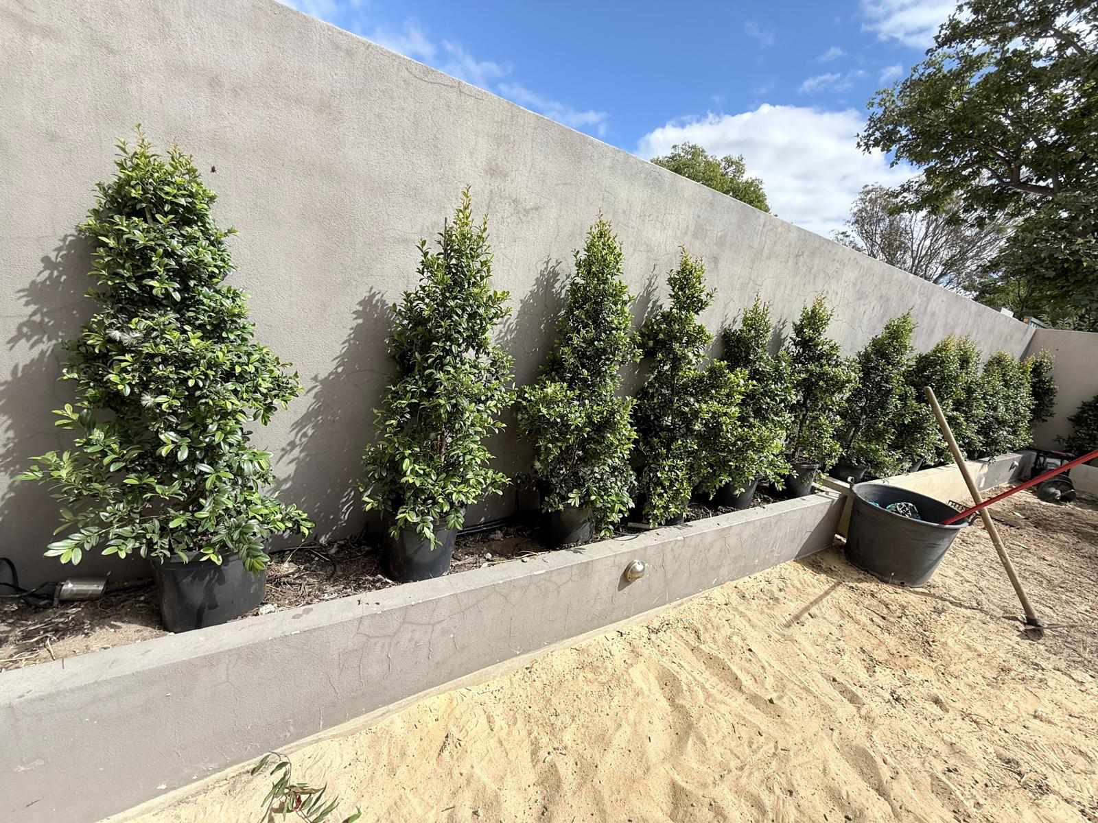 Tree planting project