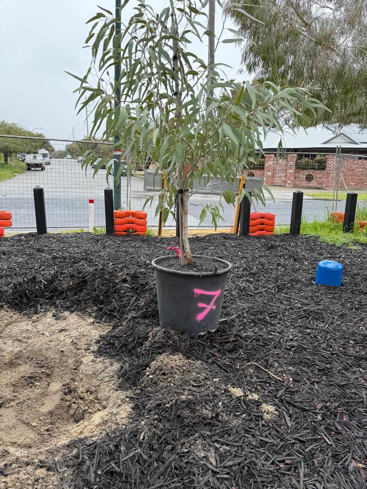 Tree planting project