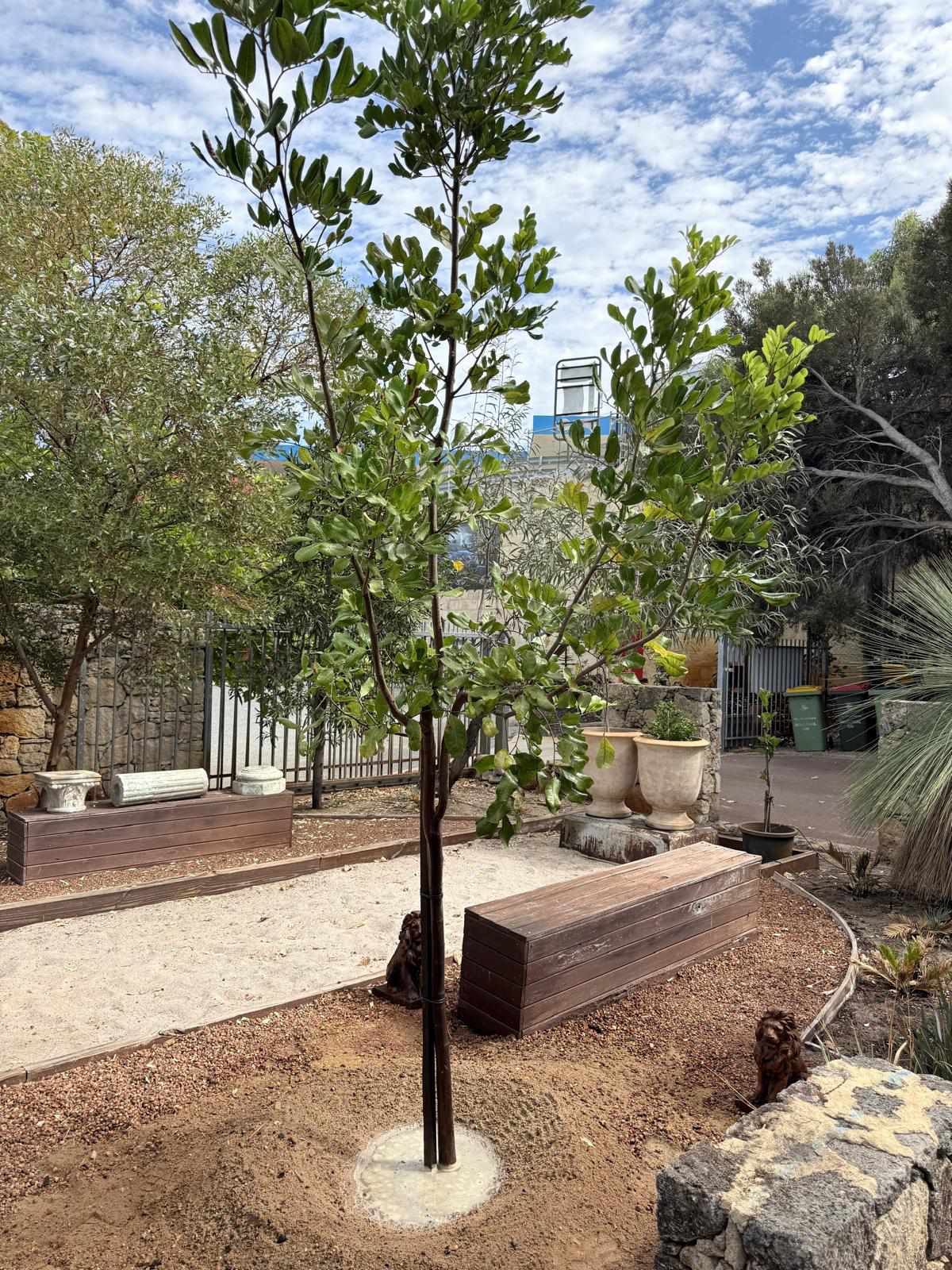 Tree planting project