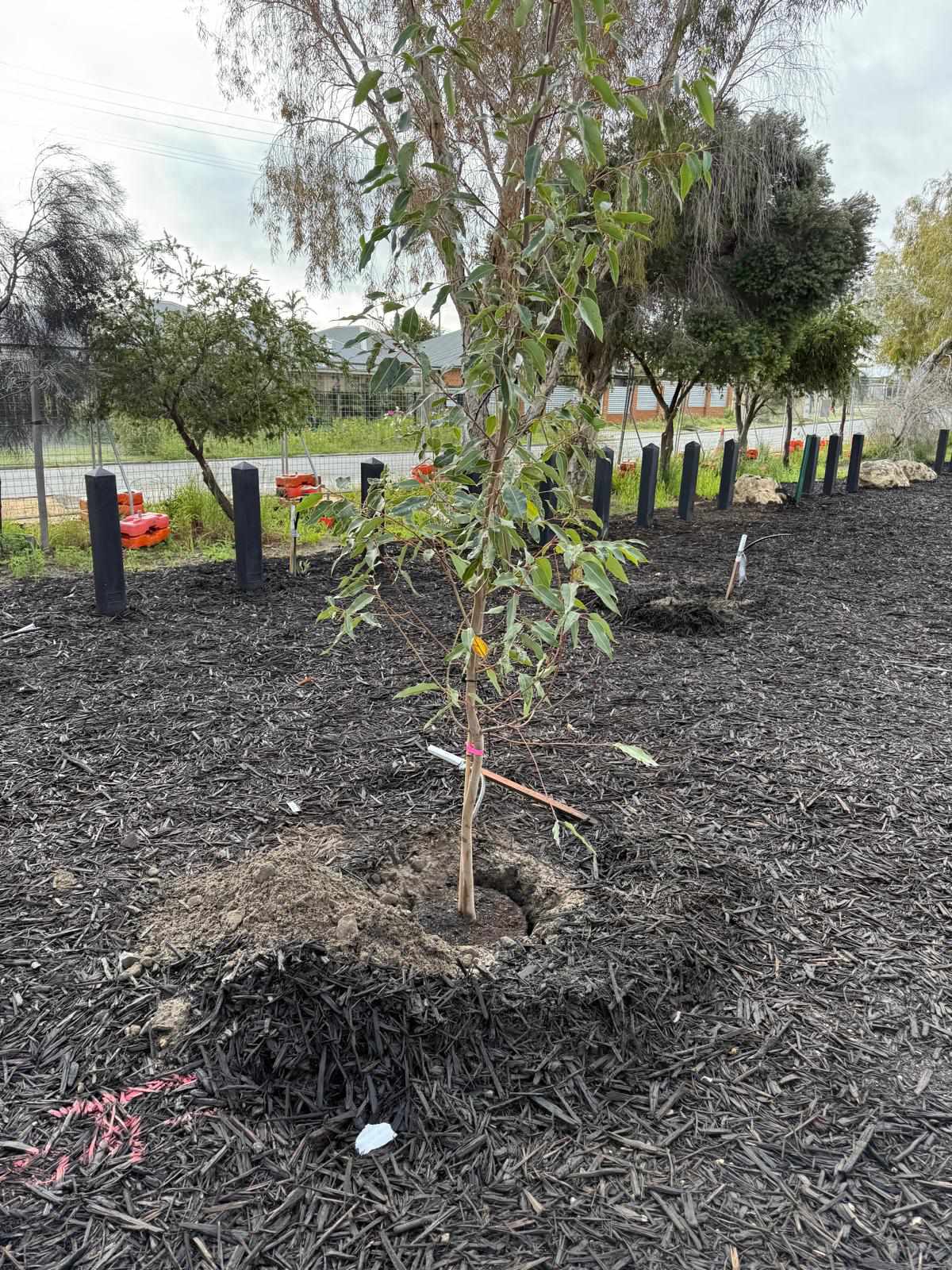 Tree planting project