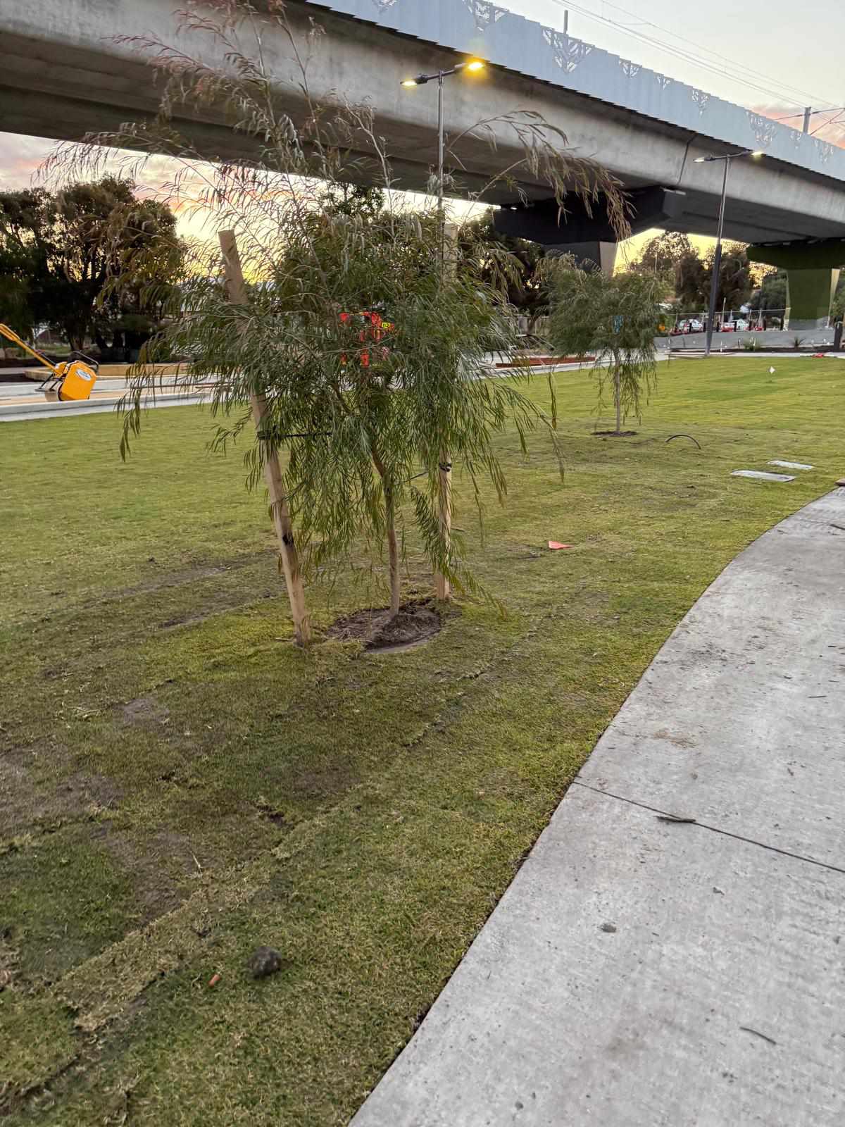 Tree planting project