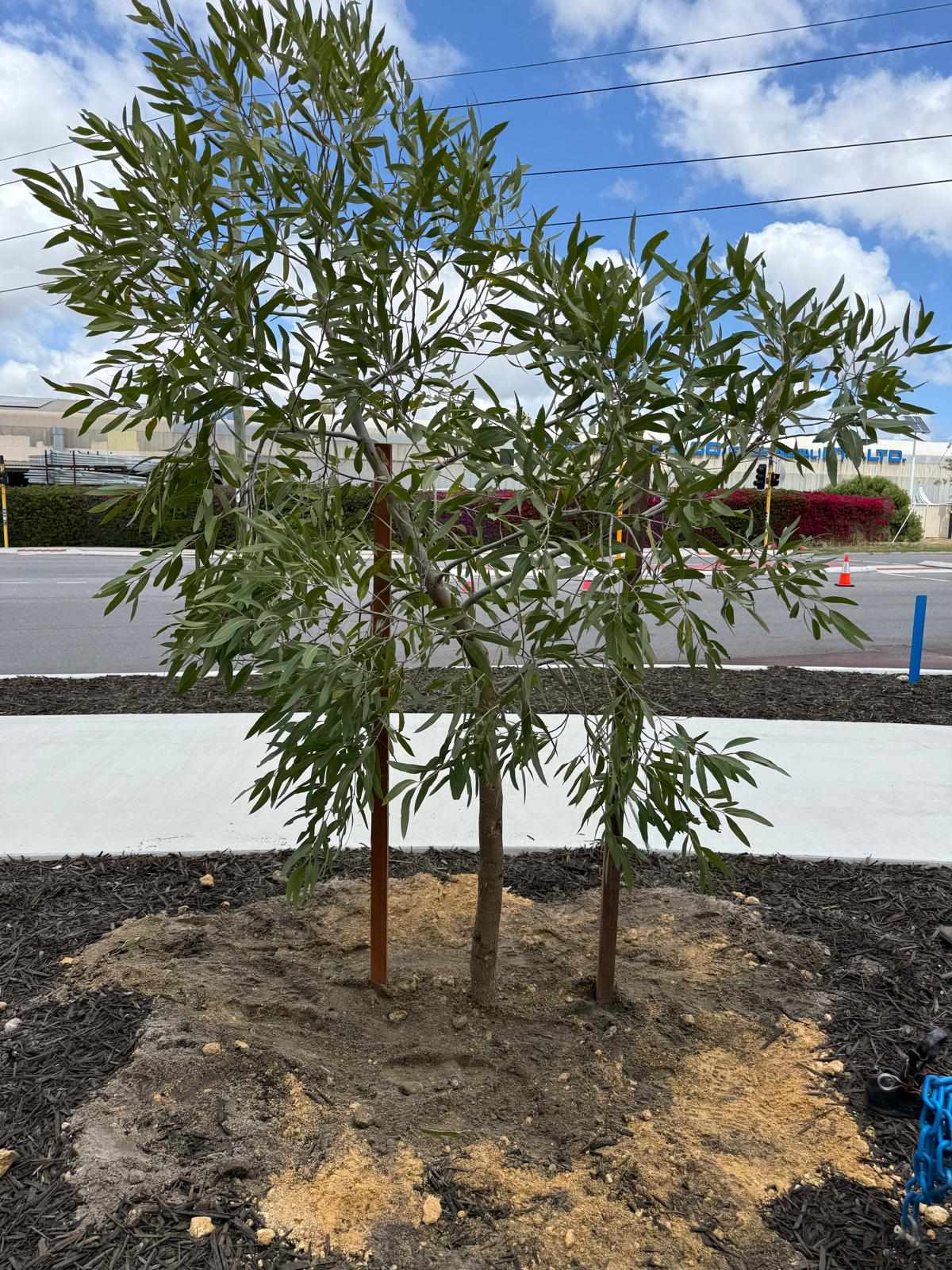 Large Tree Planting services — Tree Planting CO