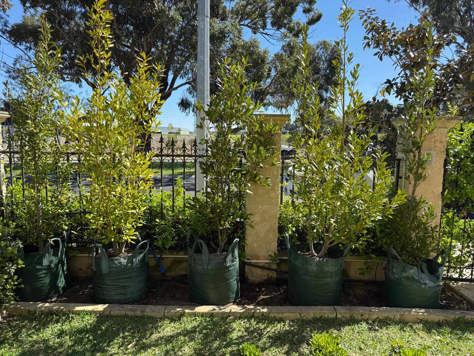 Tree Maintenance services — Tree Planting CO